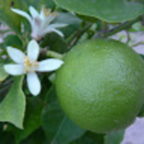 Meet your Posher, Laura - Picture 1 of 1